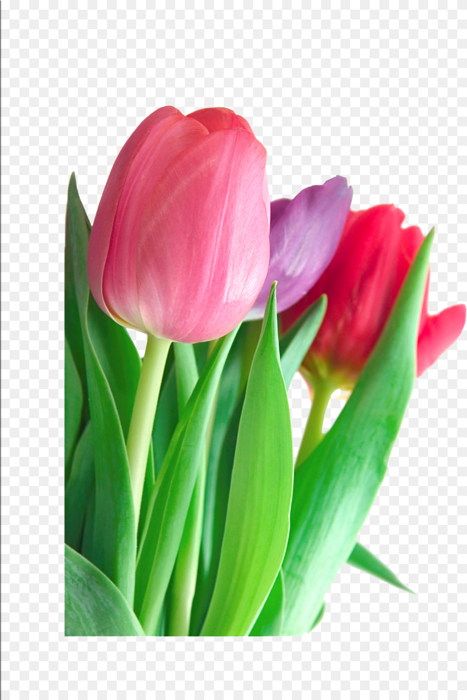 Download Tulip Clipart Hq Tulip Flower Information In English, Plant Png Image