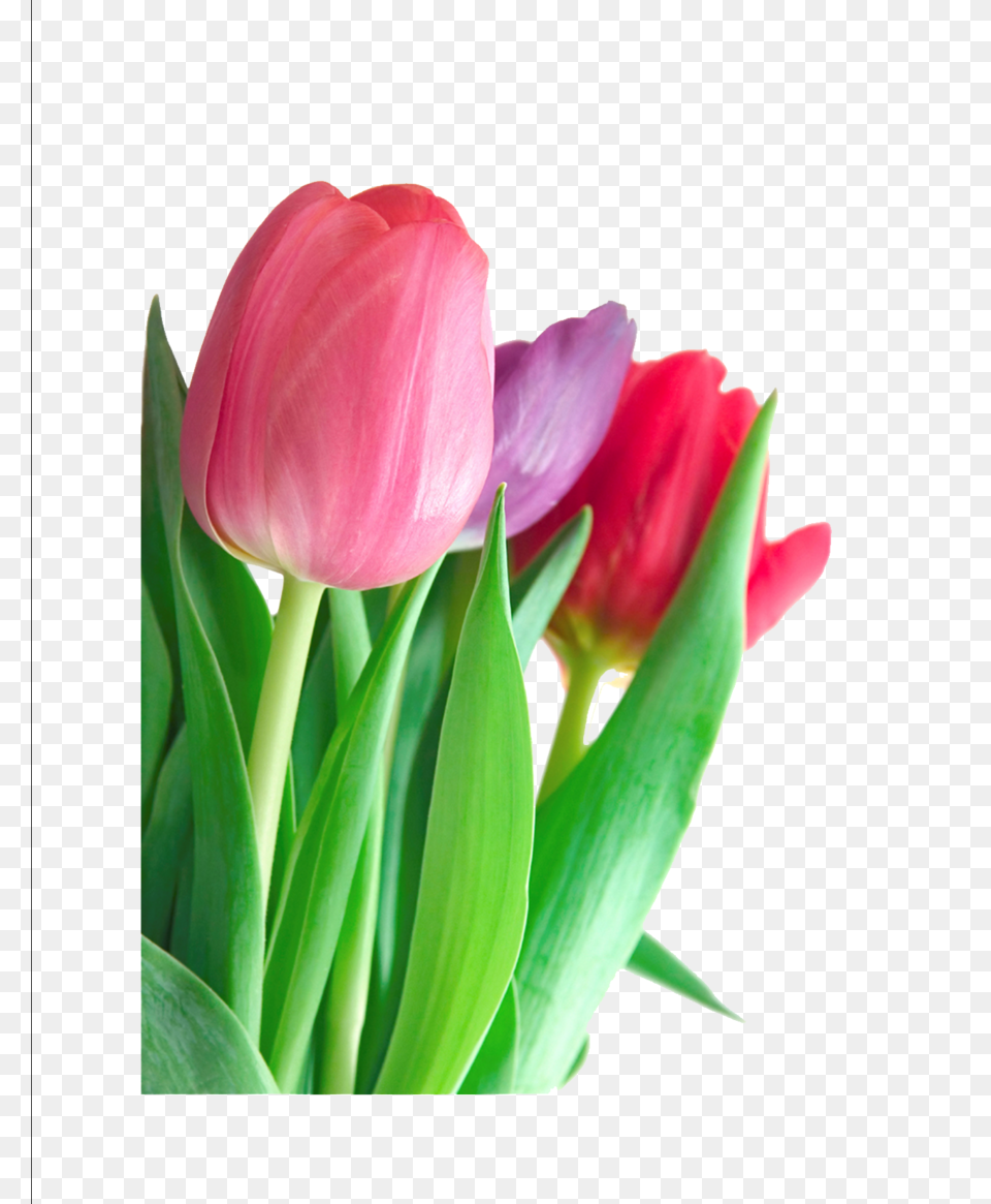 Download Tulip Clipart Indira Gandhi Memorial Tulip Garden, Flower, Plant, Petal Free Transparent Png