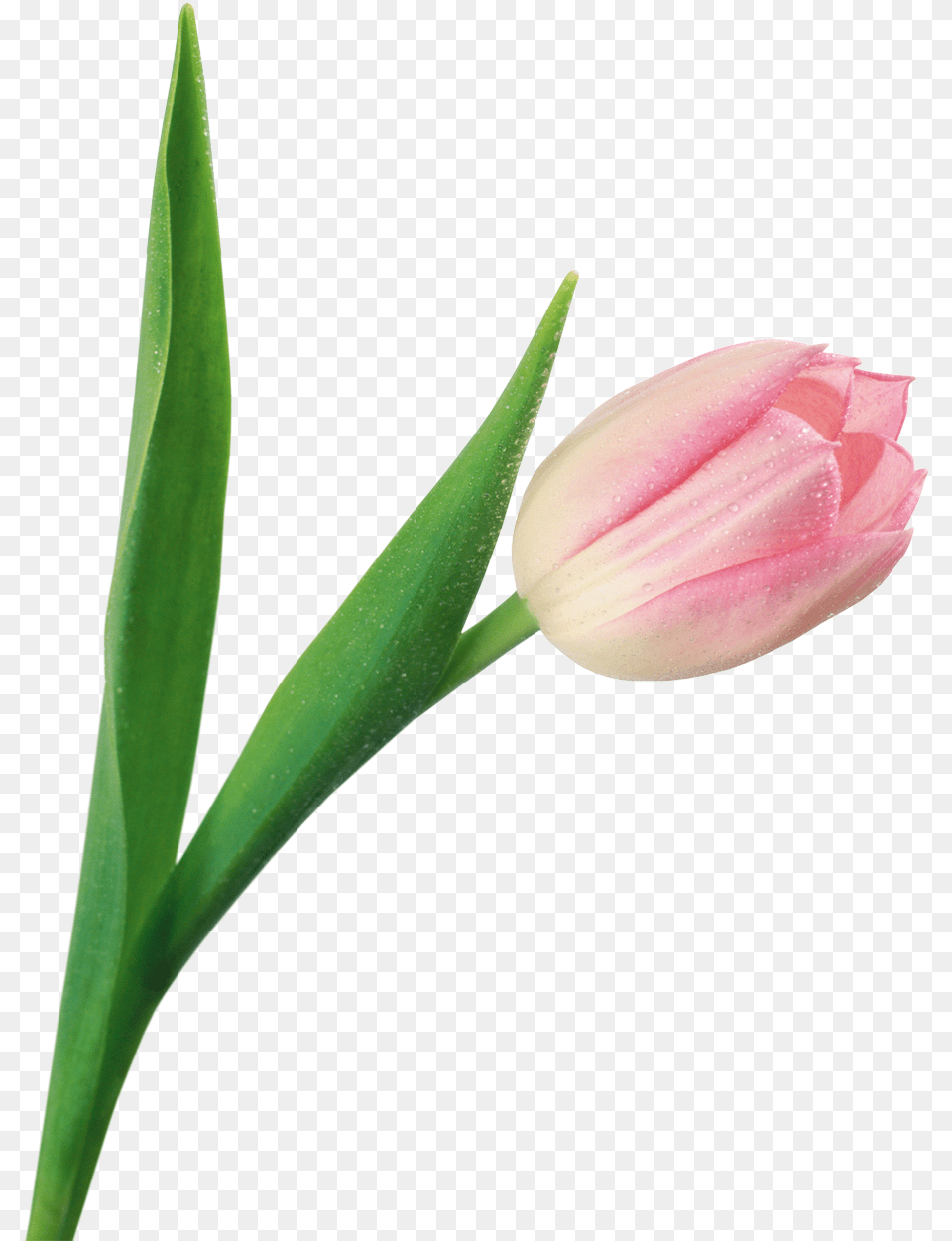 Download Tulip Image For Transparent, Flower, Plant, Rose Png