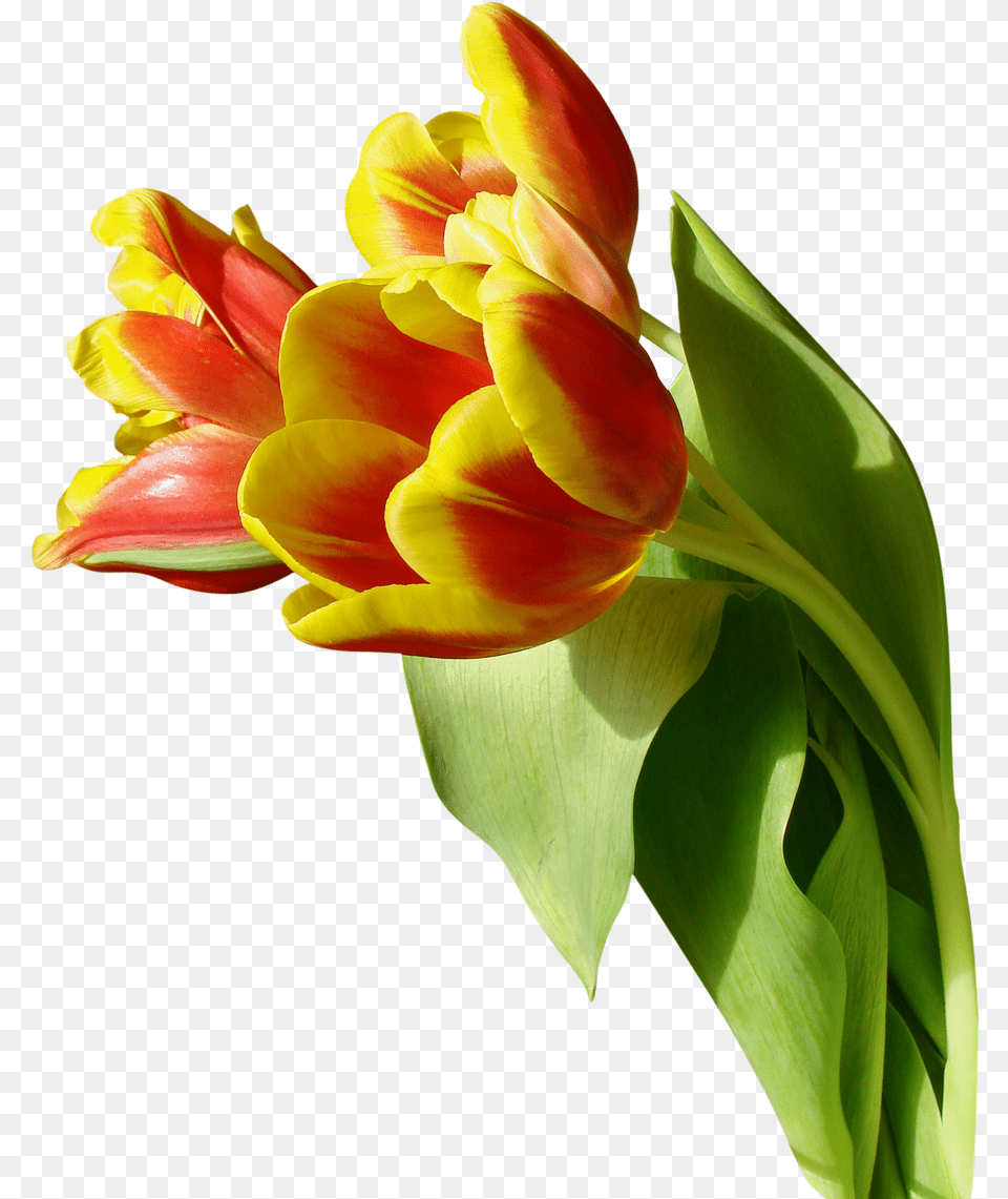 Download Tulip Image For Transparent Background Tulip, Flower, Plant, Petal, Flower Arrangement Free Png