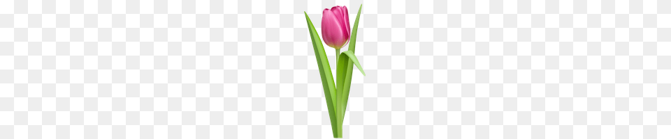 Tulip Photo Images And Clipart Freepngimg, Flower, Plant Free Png Download