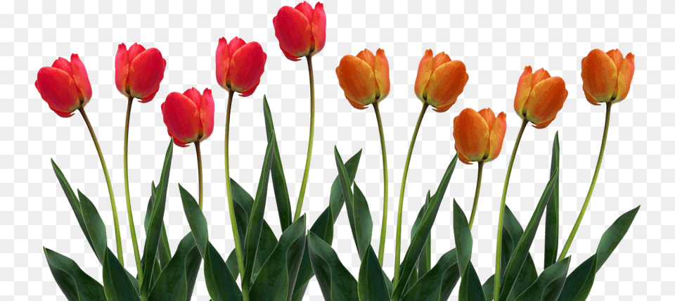 Tulip Pic 1 Pampered Chef Facebook Banner, Flower, Plant, Rose Free Png Download