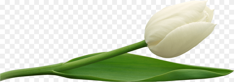 Download Tulip Vector White Tulip Flower, Plant Free Transparent Png