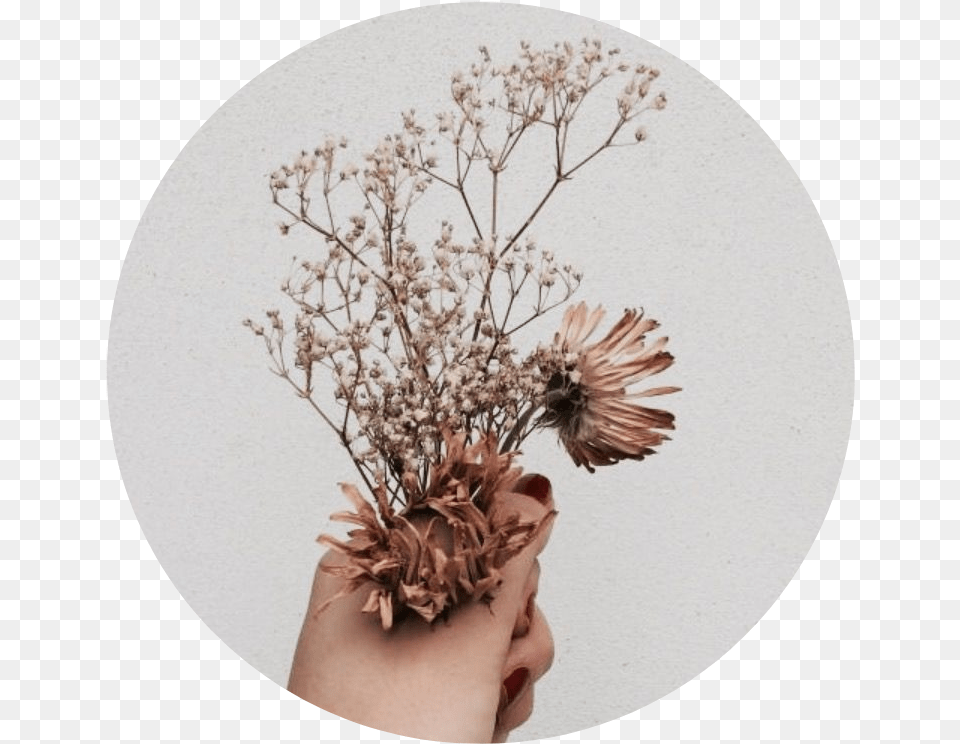 Download Tumblr Aesthetic Brown Flower Flowers Brown Aesthetic, Herbal, Photography, Herbs, Plant Free Png