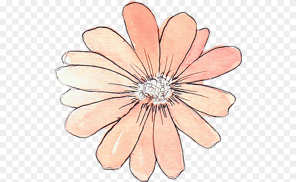 Tumblr Drawing Watercolor Peach Flower Flower Flower Sticker, Daisy, Plant, Anther, Petal Free Png Download