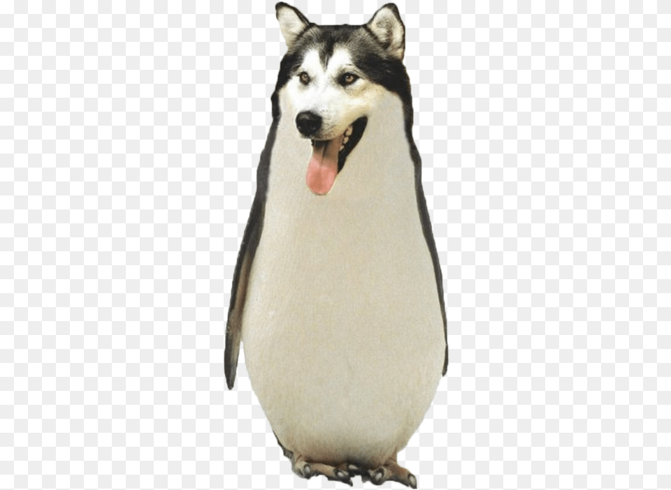 Download Tumblr Transparent Funny Animal Pictures Dog That Looks Like A Penguin, Canine, Husky, Mammal, Pet Png Image