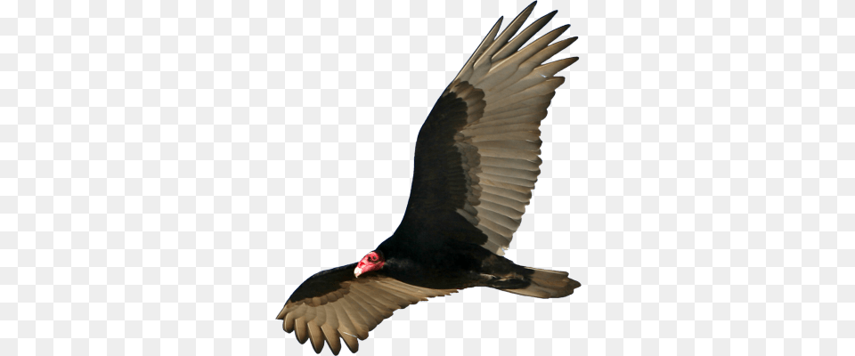 Download Turkey Vulture Animal, Bird, Flying, Buzzard Free Transparent Png