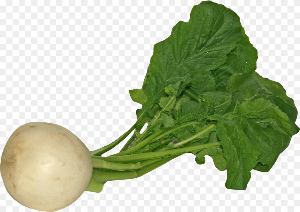 Download Turnip For Free Vegetables Transparent Background, Food, Plant, Produce, Vegetable Png Image
