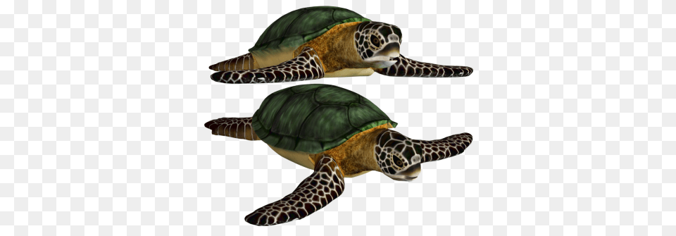 Download Turtle Image And Clipart, Animal, Reptile, Sea Life, Sea Turtle Png