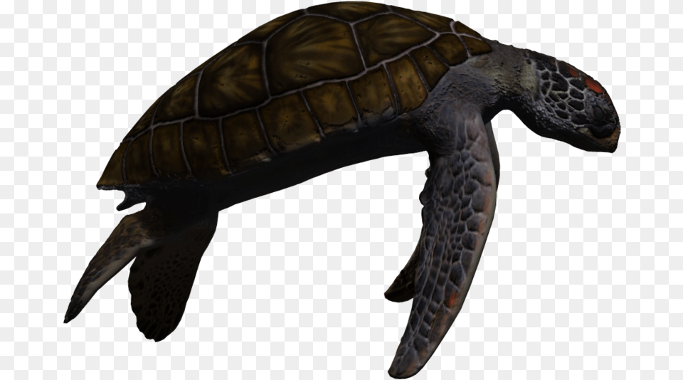 Download Turtle Images Sea Turtle, Animal, Reptile, Sea Life, Tortoise Free Transparent Png