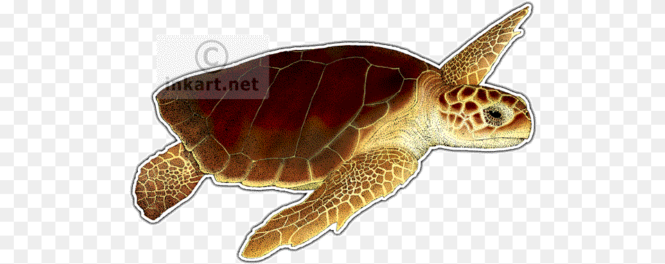 Turtlepngtransparentimagestransparent, Animal, Reptile, Sea Life, Sea Turtle Free Png Download