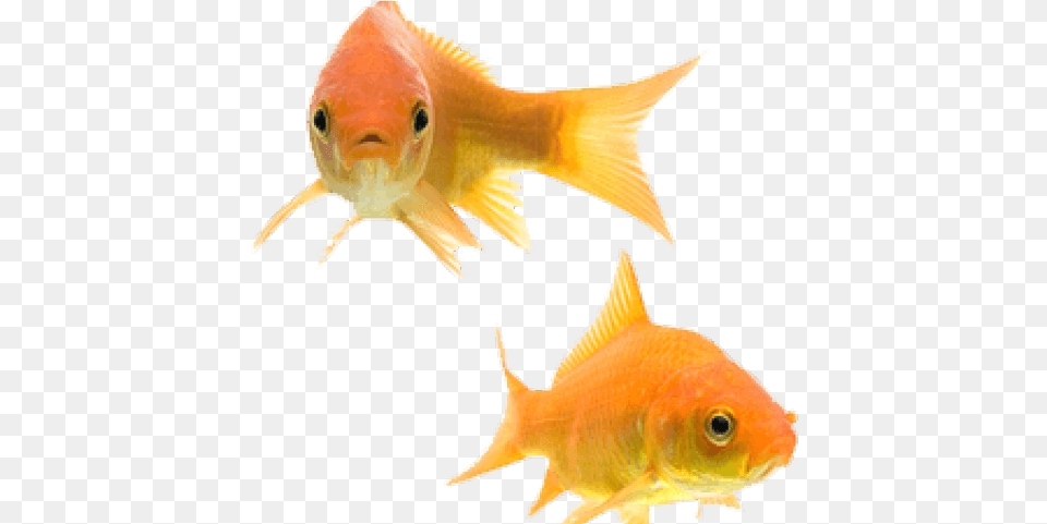 Two Goldfish Hd Uokplrs Gold Fishes, Animal, Fish, Sea Life, Shark Free Png Download