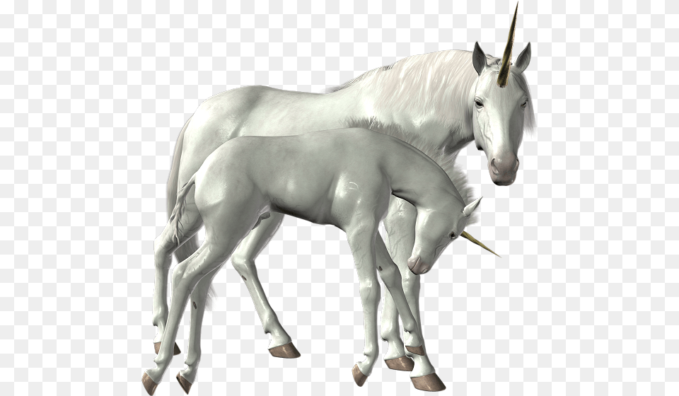 Download Unicorn Image For Unicorn, Animal, Horse, Mammal, Colt Horse Free Png