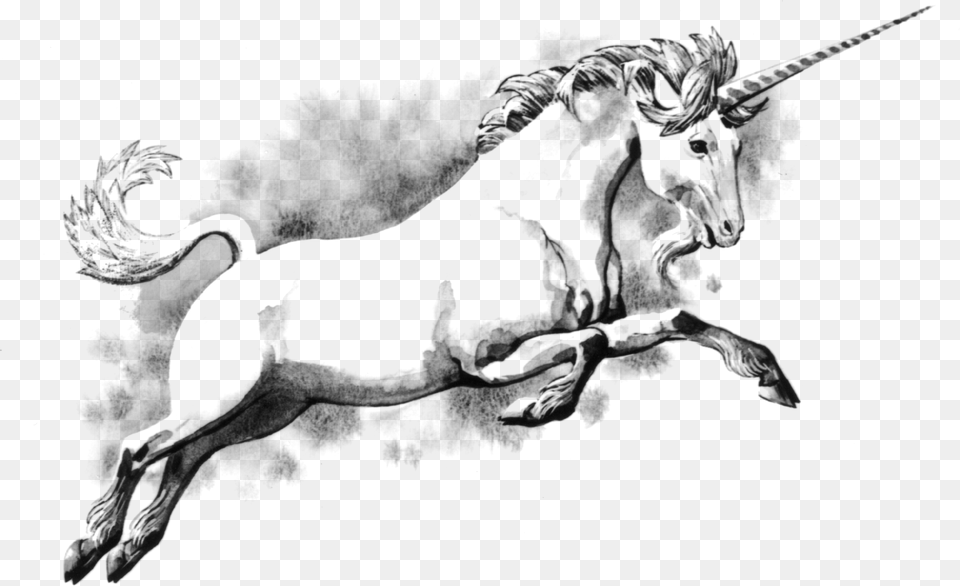 Download Unicorn Images Do Unicorns Have Horns, Gray Free Png