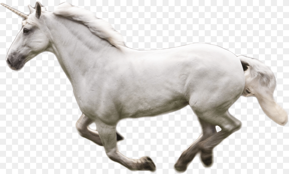 Download Unicorno Image For Free Unicorno, Animal, Horse, Mammal, Stallion Png