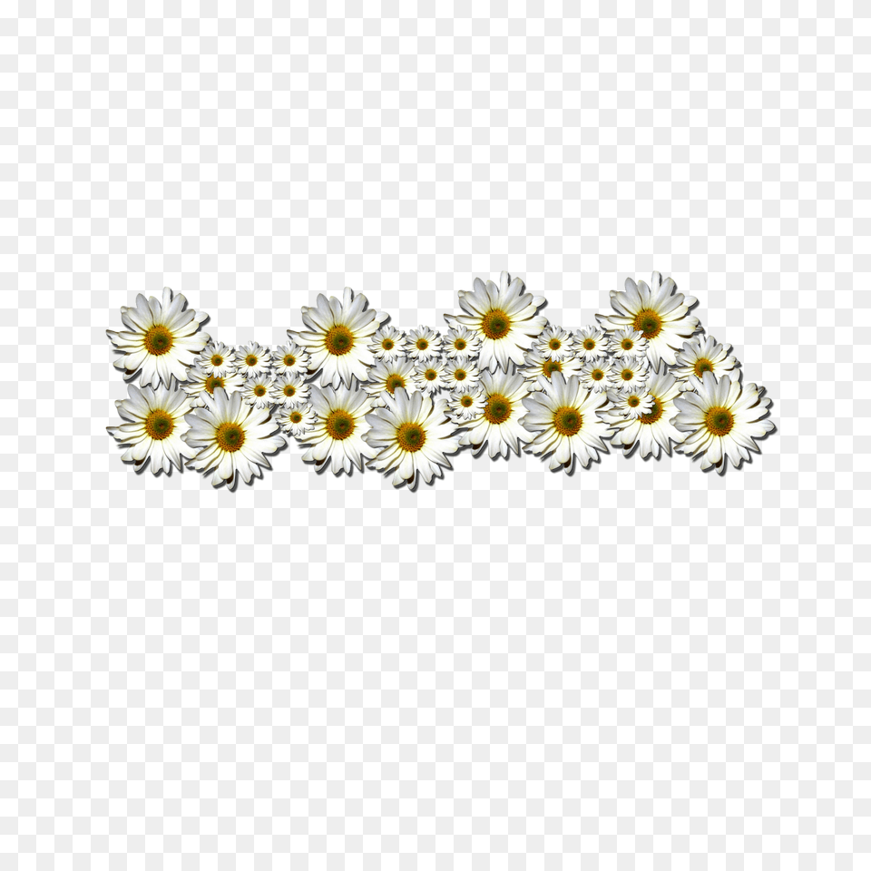 Download V Margaritas, Daisy, Flower, Plant, Accessories Png Image