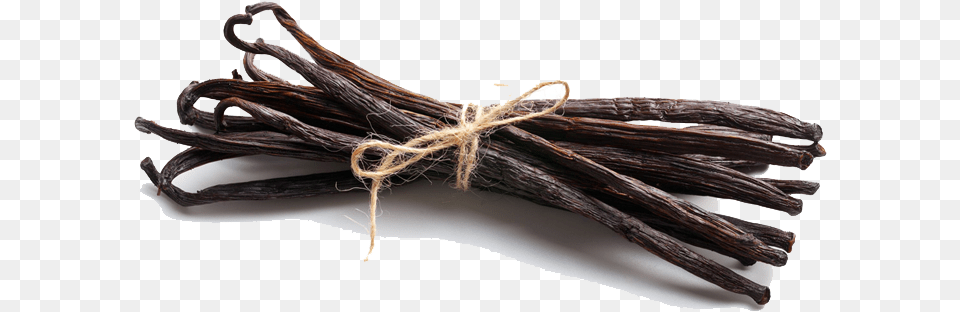 Download Vanilla Bean Photo For Designing Projects Vanilla Bean, Wood, Animal, Insect, Invertebrate Png Image