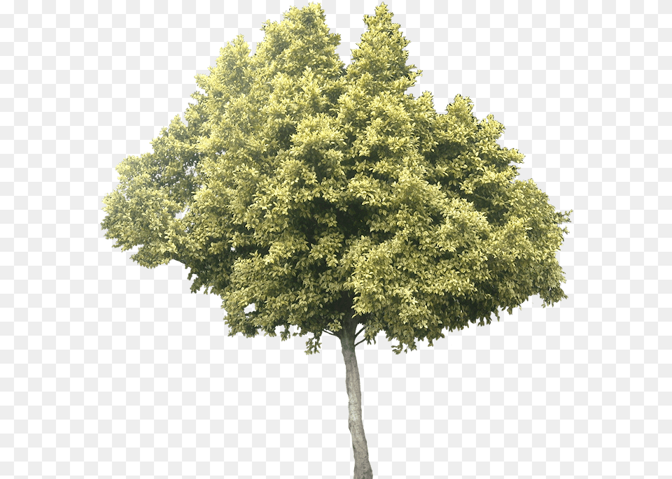 Download Variegated Ficus Microcarpa Background Olive Tree, Maple, Oak, Plant, Sycamore Free Transparent Png