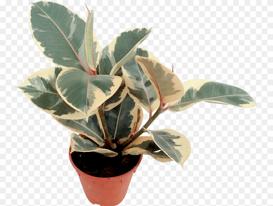 Download Variegated Rubber Plant Uokplrs Variegated Rubber Plant Flower, Leaf, Potted Plant, Tree Png