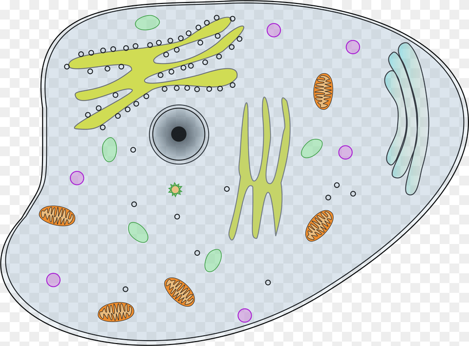 Download Vector Organism Cell Biology Animal Cell Clip Art Animal Cell Clip Art, Applique, Pattern, Disk Png Image