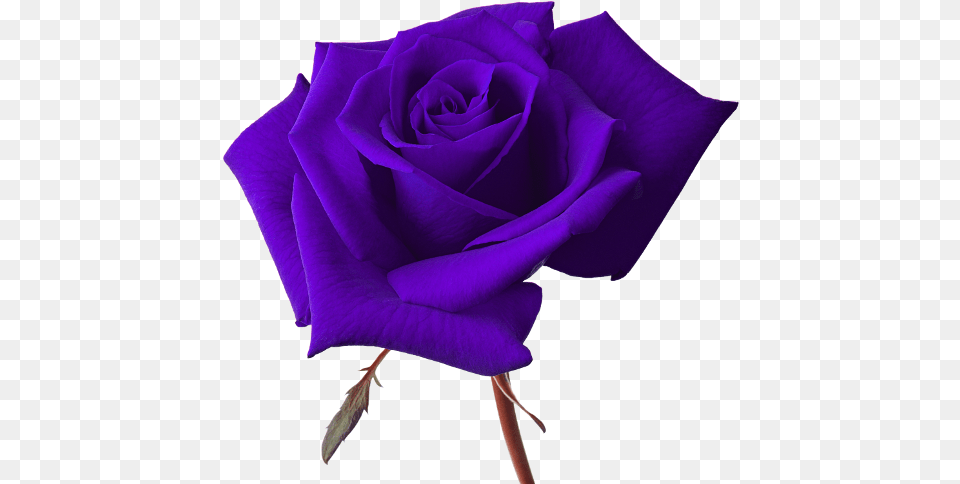 Download Vector Rose Purple Rose Background Background Purple Rose, Flower, Plant Free Transparent Png
