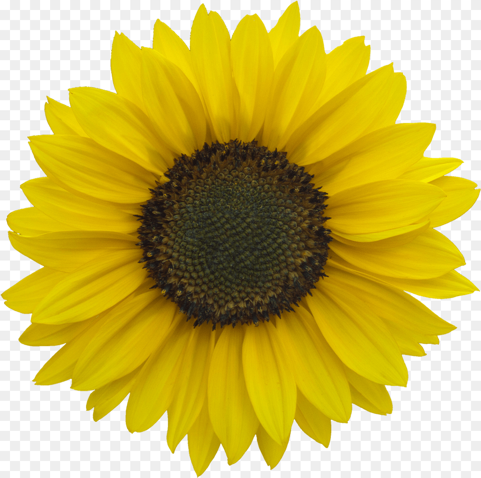 Download Vegetation Sunflower 03 Clear Background Transparent Sunflower, Flower, Plant, Daisy Png Image