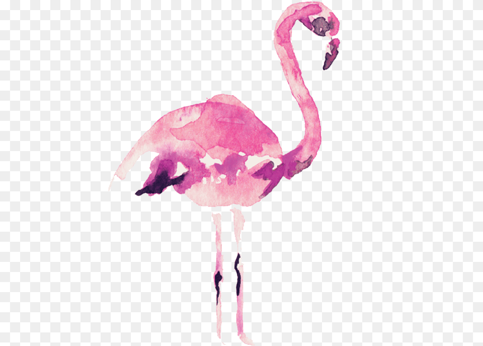 Video Courtesy Of Audrey Alba Watercolor Flamingo, Animal, Bird Free Png Download