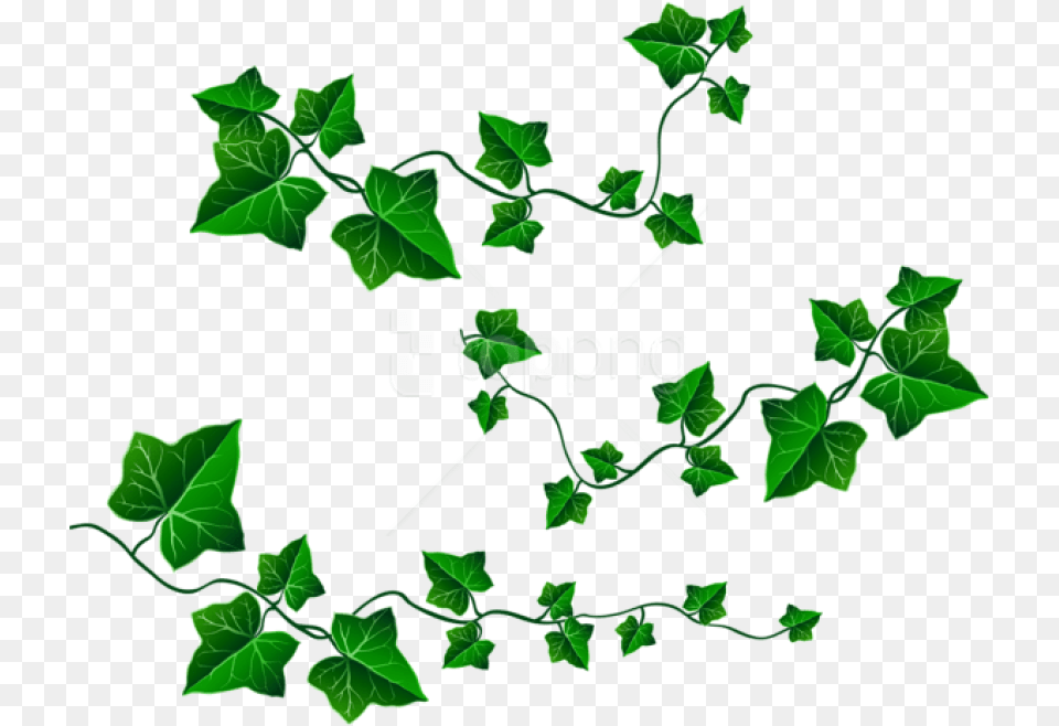 Download Vine Leaves Decorationpicture Clipart Vine Of Leaves Clipart, Ivy, Leaf, Plant, Green Free Transparent Png