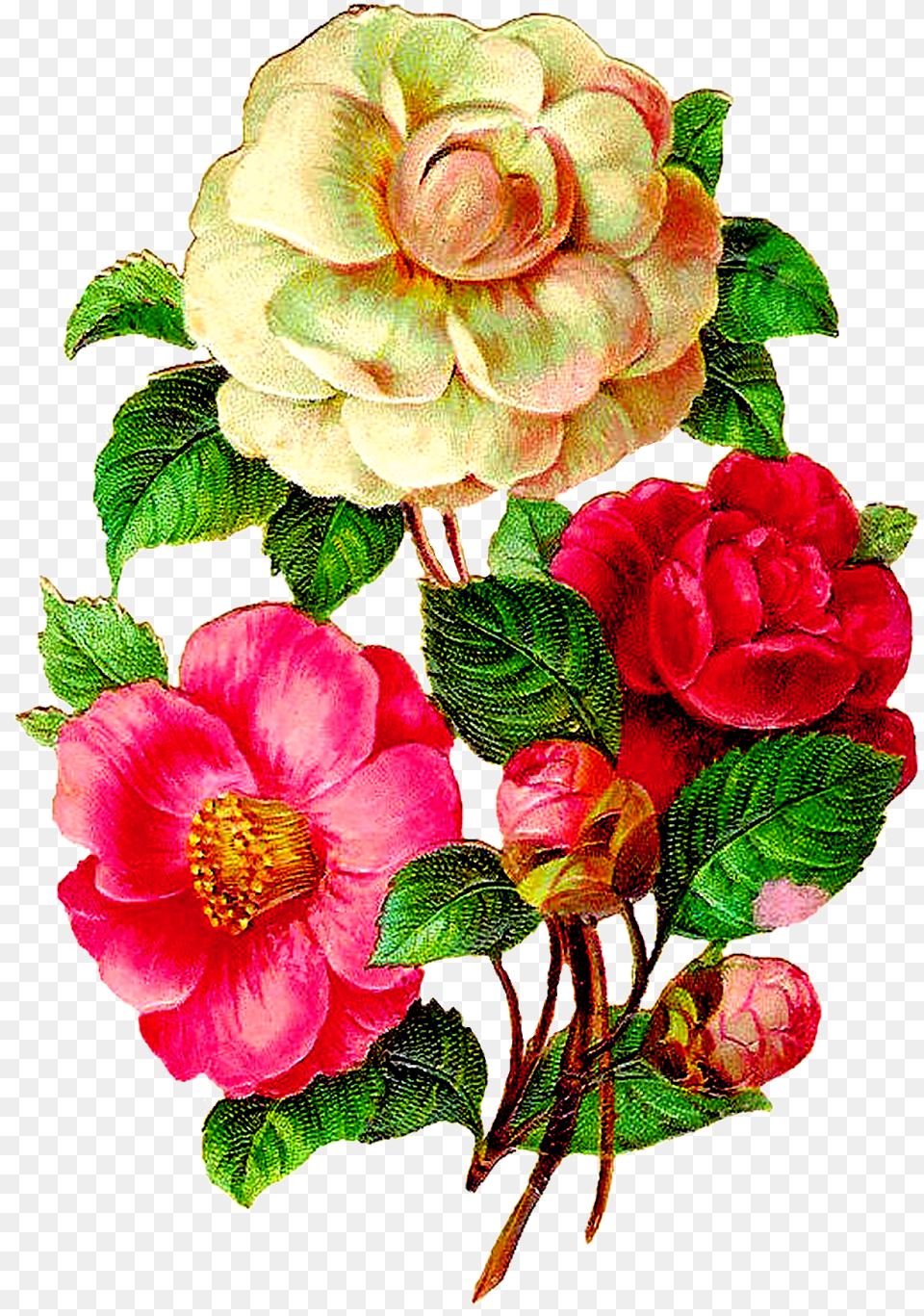 Download Vintage Flower Illustration Camellia Flowers Vintage Flower, Dahlia, Petal, Plant, Anemone Free Transparent Png