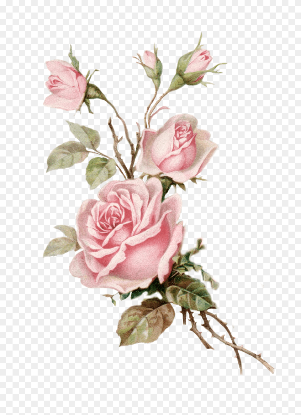 Vintage Pink Rose Cut Out Pink Vintage Rose, Plant, Flower, Pattern, Graphics Free Png Download