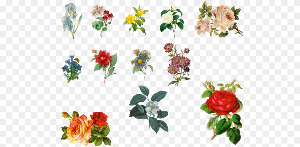 Download Vintage Plants Clipart Garden Roses Floral Vintage Flowers Lily, Rose, Plant, Flower Bouquet, Flower Arrangement Free Png