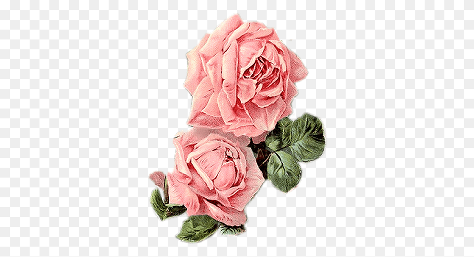 Download Vintage Roses Floral Pink Vintage Flowers, Flower, Plant, Rose, Petal Png