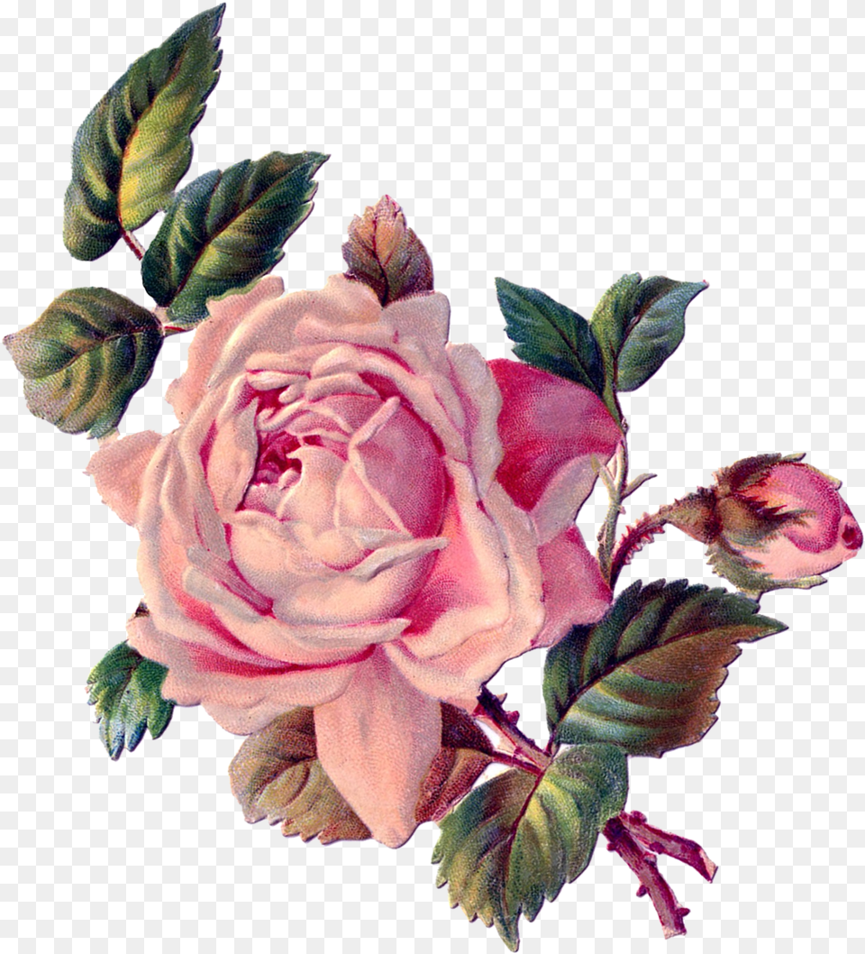 Vintage Roses Floral Rose Art Roses Vintage, Flower, Plant, Pattern Free Png Download