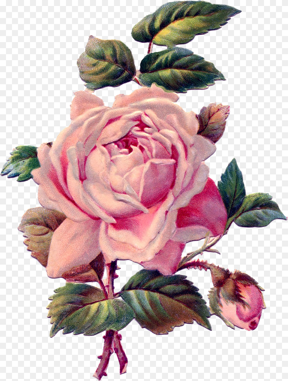 Download Vintage Roses Rose Drawing Vintage Full Vintage Pink Rose, Flower, Plant Free Png
