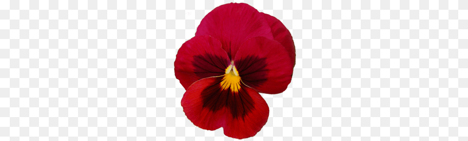 Download Viola X Wittrockiana Clipart Pansy Clip Art, Flower, Plant, Petal Png