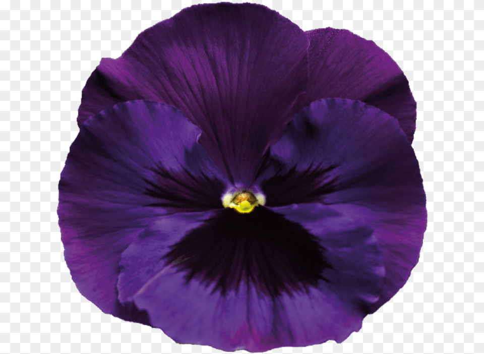 Download Violet Background Background Purple Flowers, Flower, Plant, Geranium, Pansy Png Image