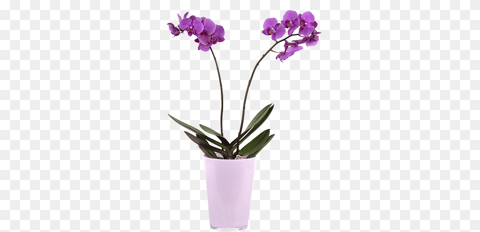 Violet Orchid Orchide En Pot, Flower, Plant, Flower Arrangement Free Png Download