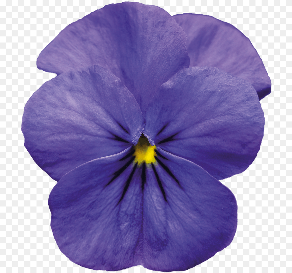 Violet Pic Blue Violet Flower, Geranium, Plant, Rose, Pansy Free Png Download