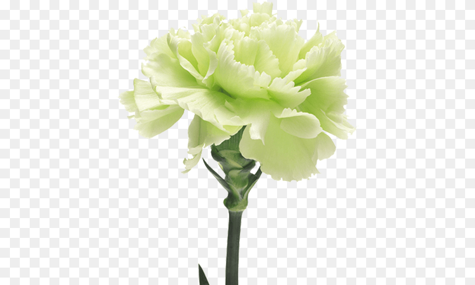 Download Voragine The Green Carnation Full Size Green Carnation Flower, Plant Png Image