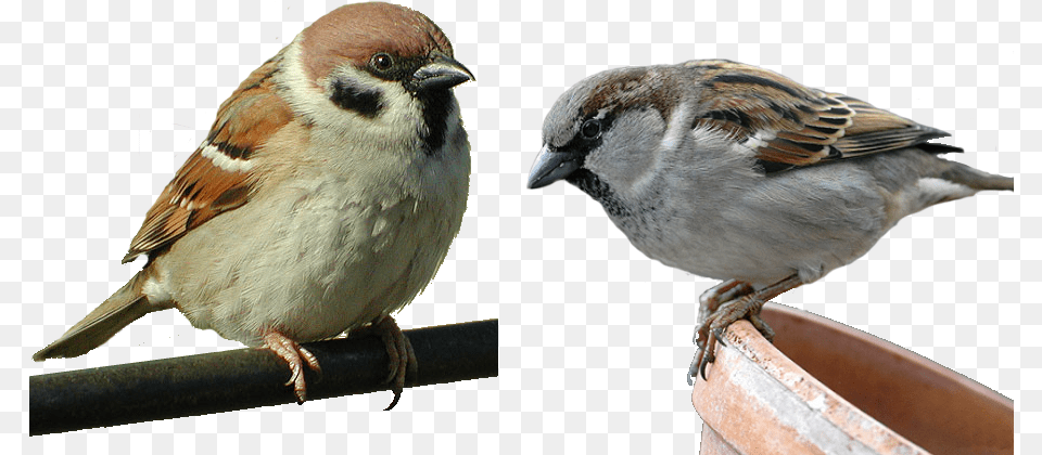 Download Vorobi, Animal, Bird, Sparrow, Finch Png