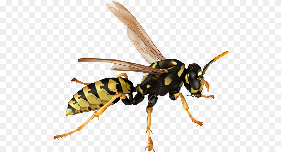 Download Wasp Wasp, Animal, Bee, Insect, Invertebrate Png Image