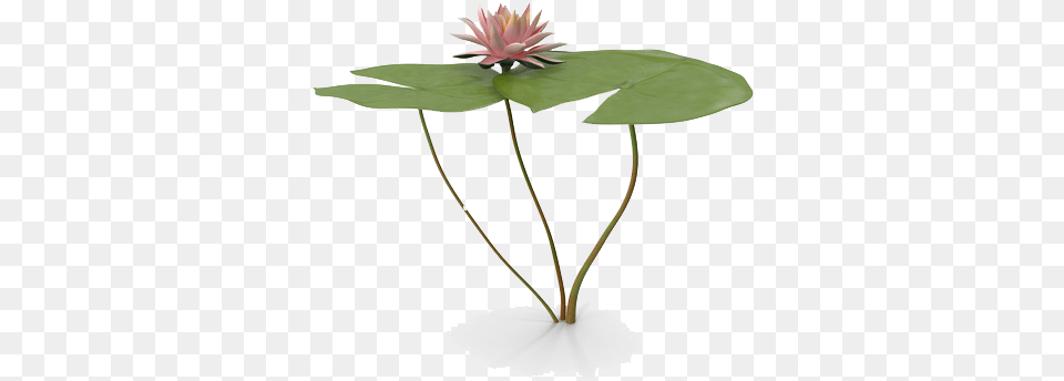 Download Water Lily Free Water Lilies For Photoshop, Flower, Plant, Pond Lily, Flower Arrangement Png Image