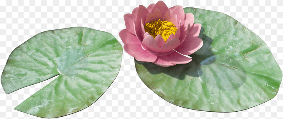 Water Lily Image 1 Transparent Water Lily, Flower, Petal, Plant, Rose Free Png Download