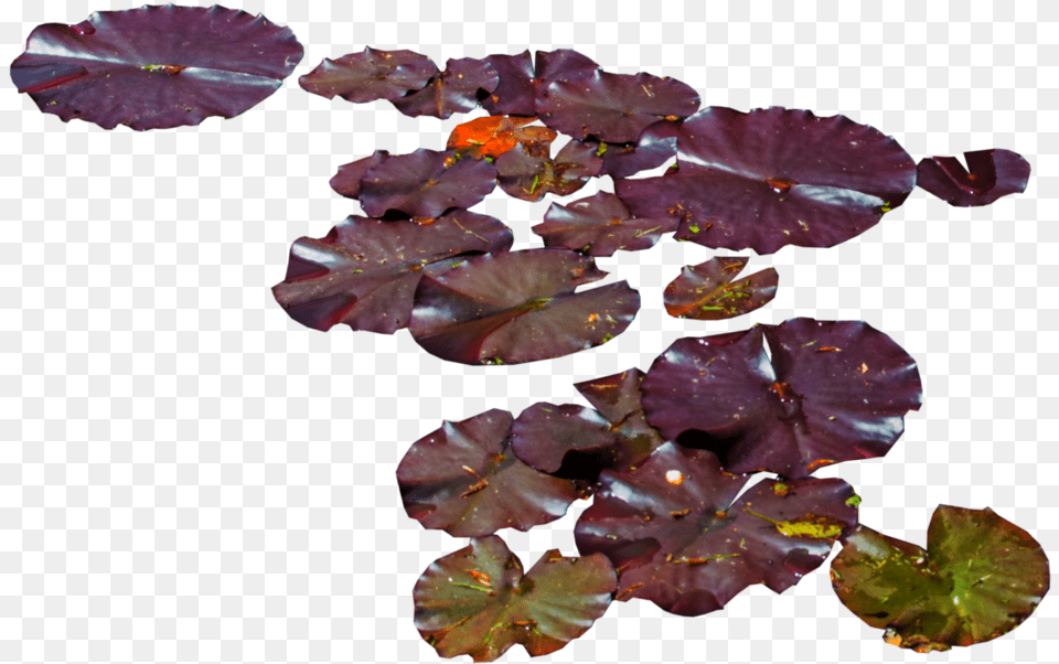 Download Water Lily Purple Leaves Water Lilies, Flower, Leaf, Plant, Pond Free Transparent Png