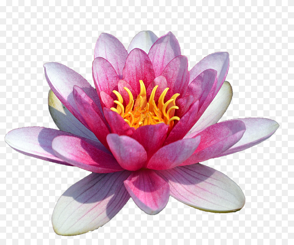 Download Water Lily Transparent Water Lily Flower, Plant, Pond Lily, Petal, Dahlia Free Png