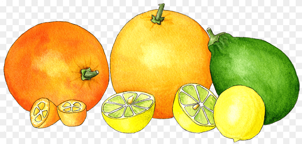 Download Watercolor Citrus In A Row Sitrusi Image Citrus Watercolor, Citrus Fruit, Food, Fruit, Grapefruit Png