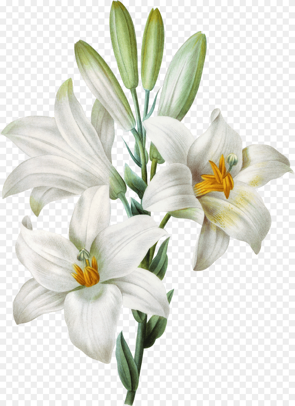 Download Watercolor Easter Lilium Background White Lily, Symbol, Logo Free Transparent Png