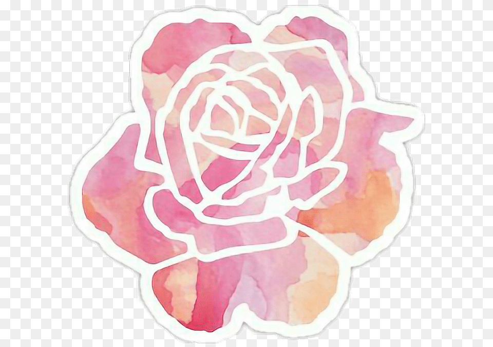 Download Watercolor Effect Watercolorstickers Lovely, Flower, Plant, Rose, Petal Png