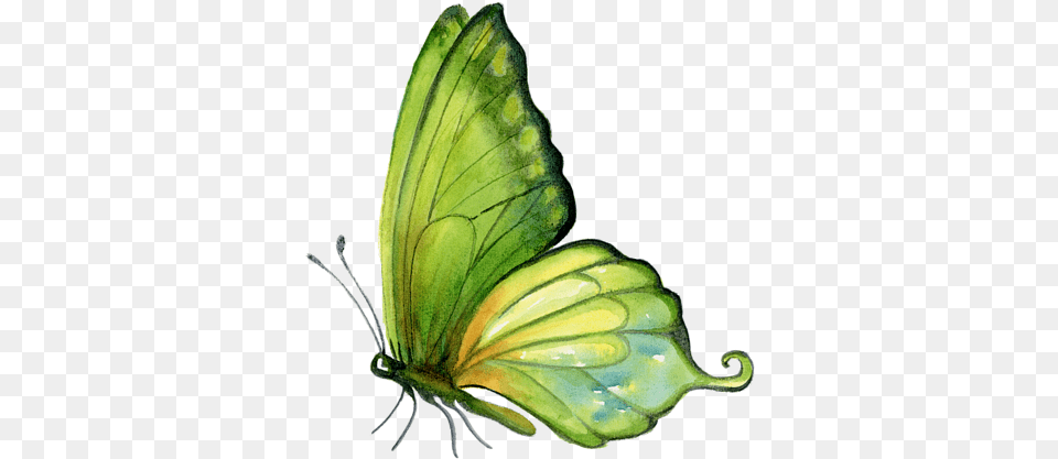 Download Watercolor Green Butterfly Hd Green Butterfly On White Background, Leaf, Plant, Animal, Insect Png Image