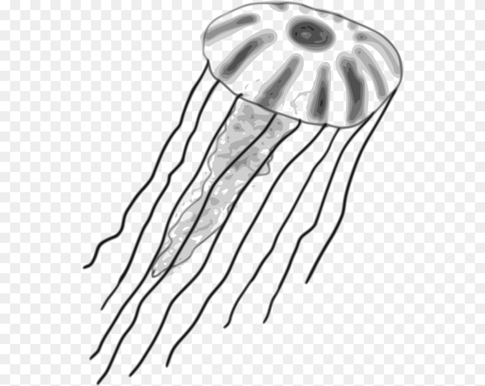 Watercolor Jellyfish Clipart Mane Jellyfish Drawing, Animal, Sea Life, Invertebrate, Smoke Pipe Free Png Download